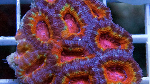 Purple Red Coral