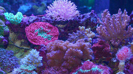 Purple Under Coral