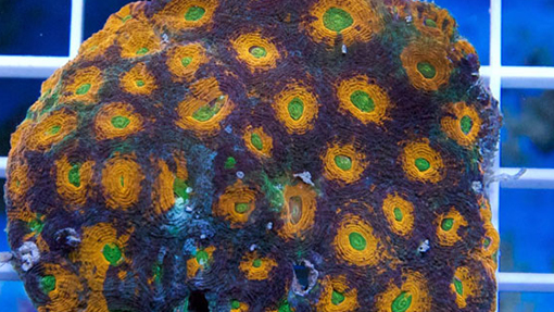 Purple Yellow Coral